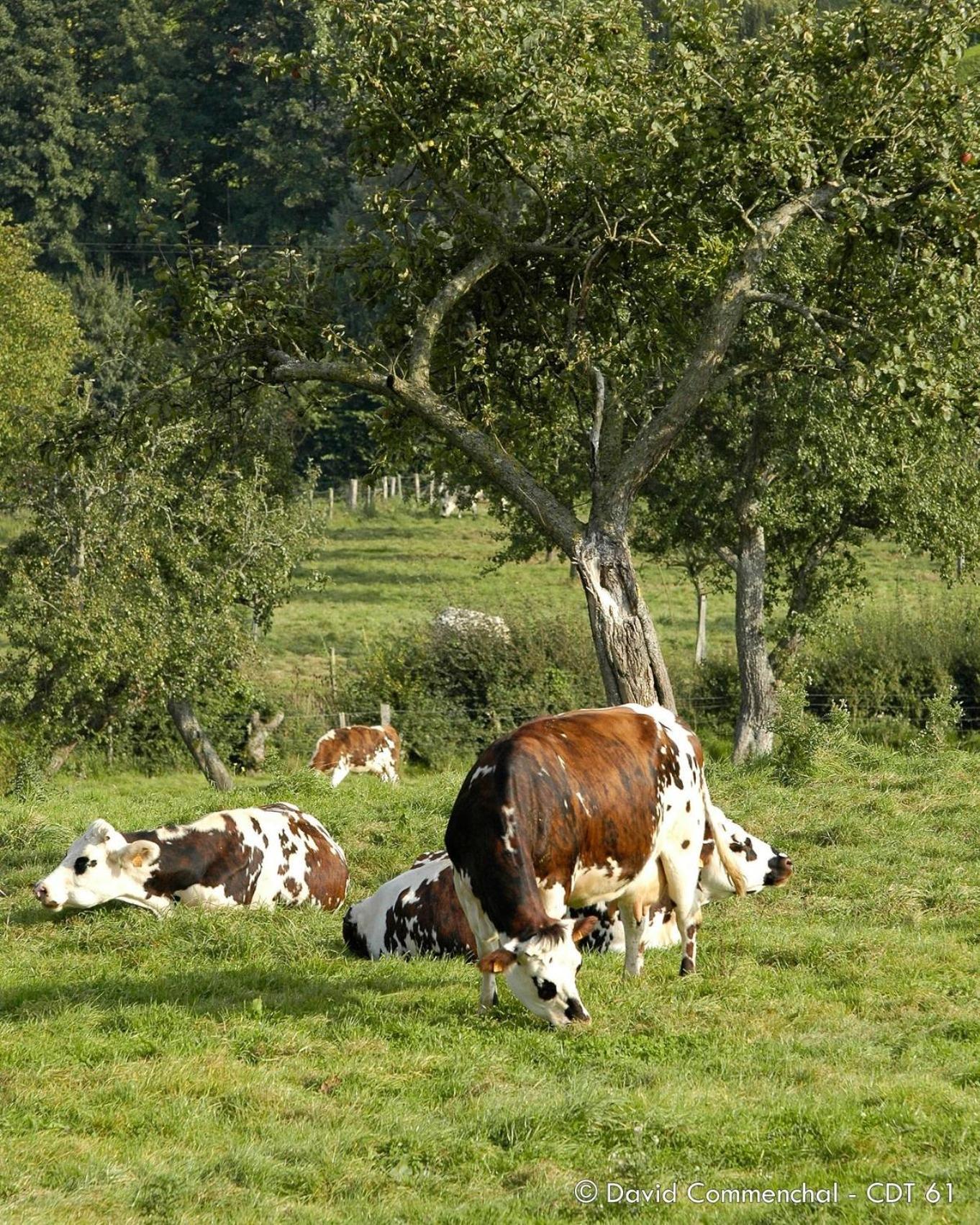 Gite "Le Refuge" Dans Un Domaine De 7Ha Au Calme Vimoutiers Exteriör bild