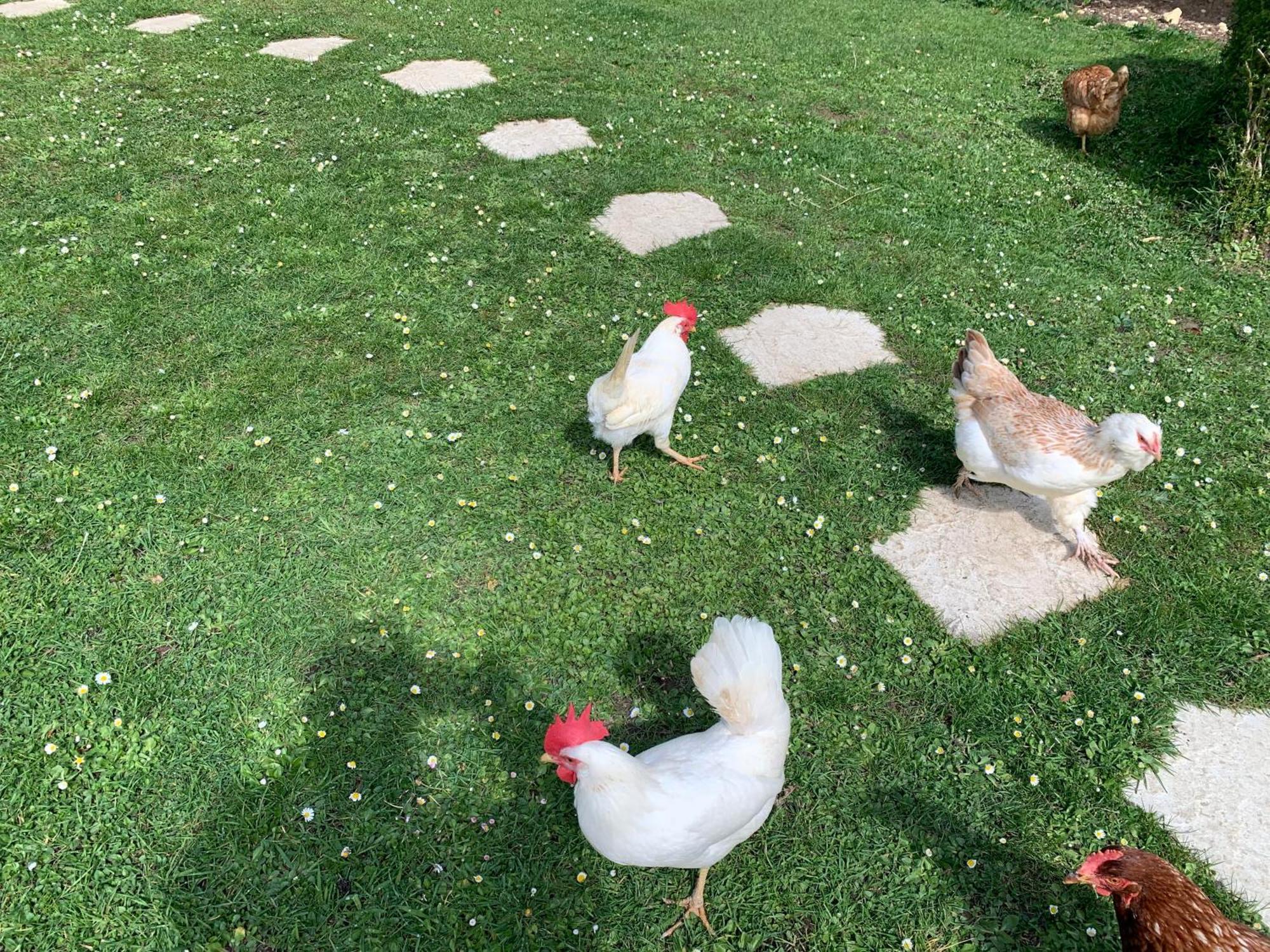 Gite "Le Refuge" Dans Un Domaine De 7Ha Au Calme Vimoutiers Exteriör bild